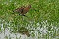 Svarthalespove u.a.islandica - Black-tailed Godwit (Limosa limosa islandica)